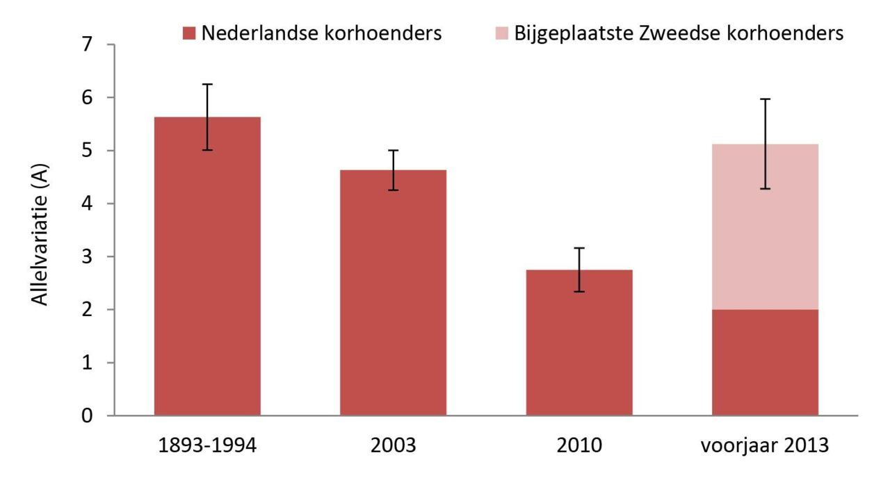 Verloop van de allelvariatie onder Nederlandse korhoenders. De variatie in de periode 1894-1994 weerspiegelt de historische populatie in Nederland, en werd gebaseerd op monsters uit de museumcollectie van Naturalis. In 2003, 2010 en 2013 werden monsters verzameld van de Sallandse populatie, voornamelijk op basis van veerresten en eischalen. (figuur: Arjen de Groot)