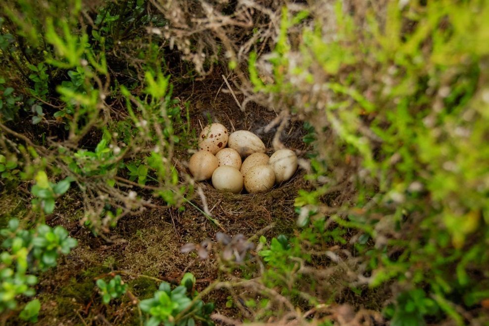 Niet uitgekomen korhoenlegsel. Bij vogels is een afgenomen uikomstpercentage van eieren een belangrijke indicatie voor inteeltproblemen. (foto: Hugh Jansman)