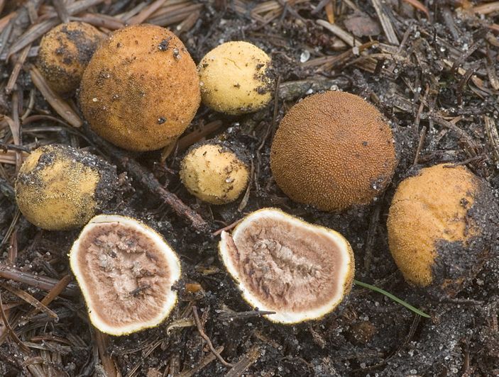 Korrelige hertentruffels. De truffels zijn meestal ongeveer één centimeter groot, maar kunnen ook de drie centimeter halen (foto: Nico Dam)