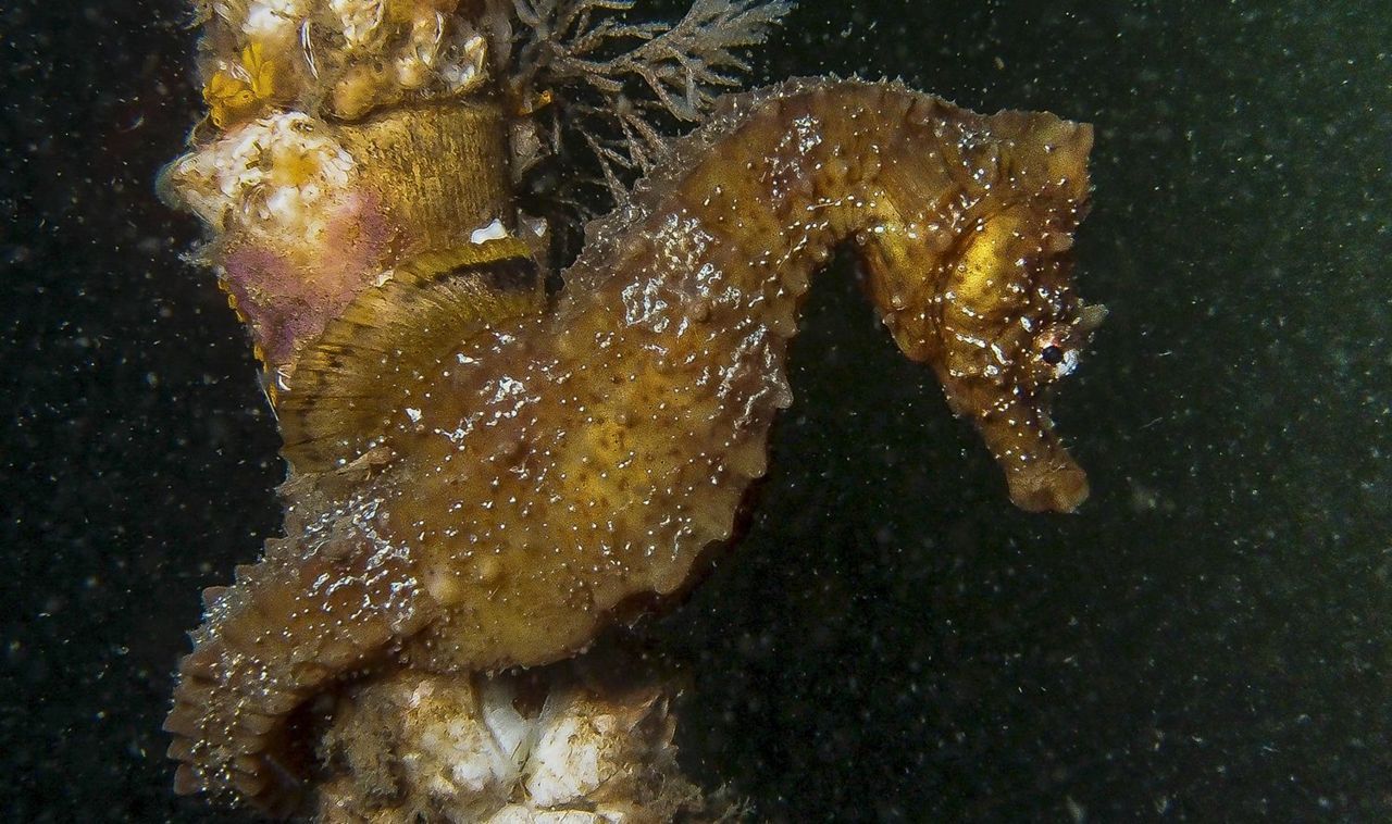 Alle recente waarnemingen van zeepaardjes zijn van Kortsnuitzeepaardjes (foto: Mees van der Sanden)