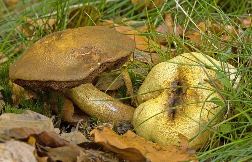 Gele aardappelbovist met Kostgangerboleet (foto: Menno Boomsluiter)