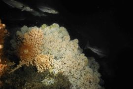Koudwaterkoraalriffen zijn een bron van rijke biodiversiteit (foto: NIOZ)