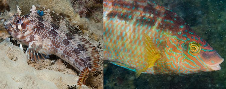 Vlnr Gehoornde slijmvis, mannetje Zwartooglipvis (foto’s: Peter H. van Bragt)