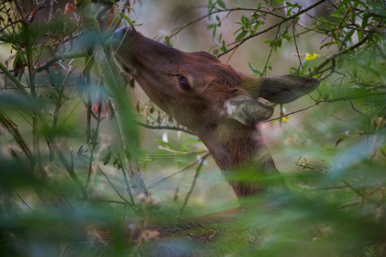 Hinde (foto: Karsten Reiniers)