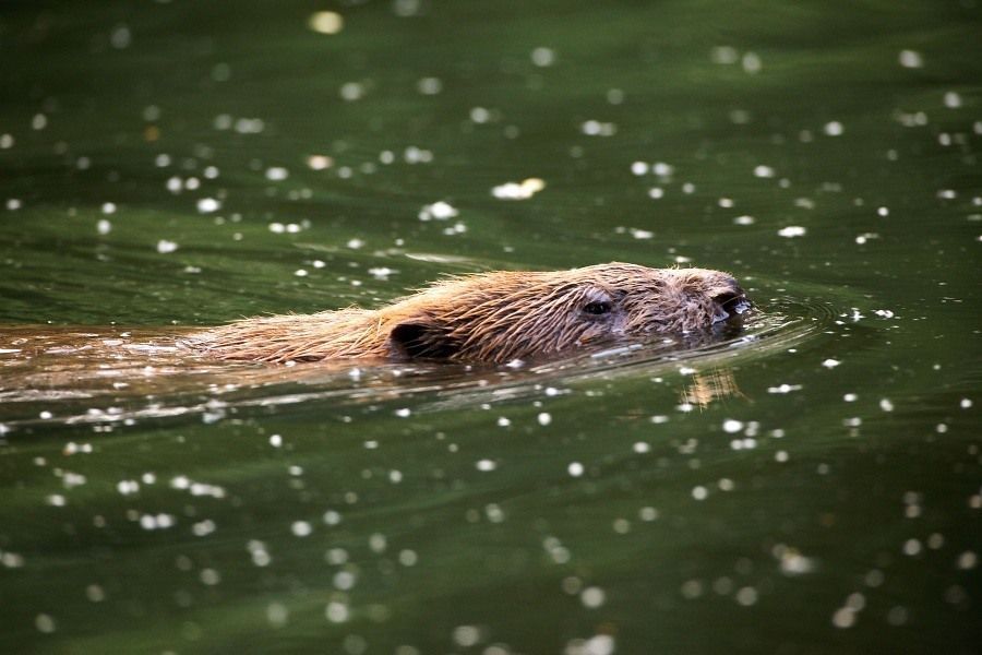 Als rivieren diep genoeg en rivierboorden breed genoeg zijn, zorgen Bevers niet voor overlast. (foto: Karsten Reiniers, ARK)