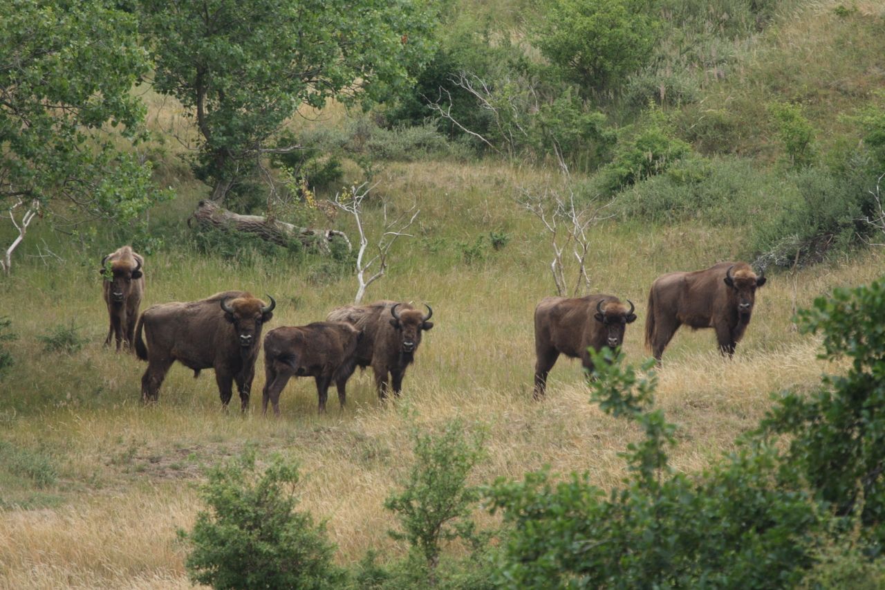 Wisenten in het Kraansvlak (foto: Leo Linnartz)