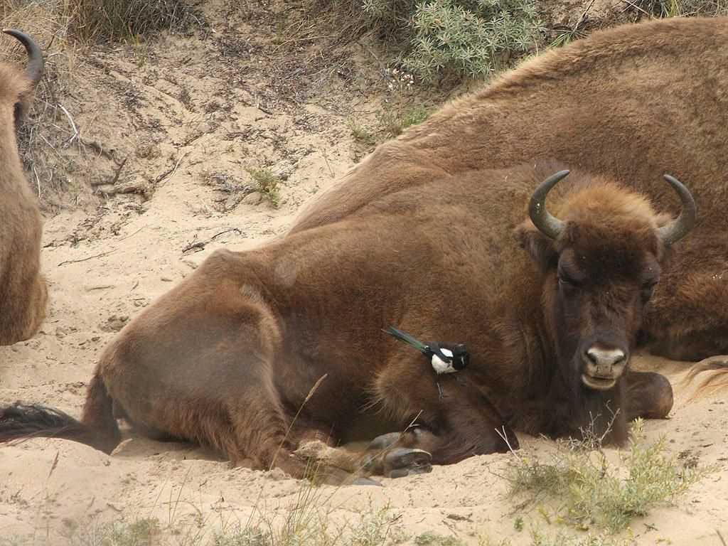 Eksters verlossen grote grazers van parasieten (foto: Leo Linnartz)