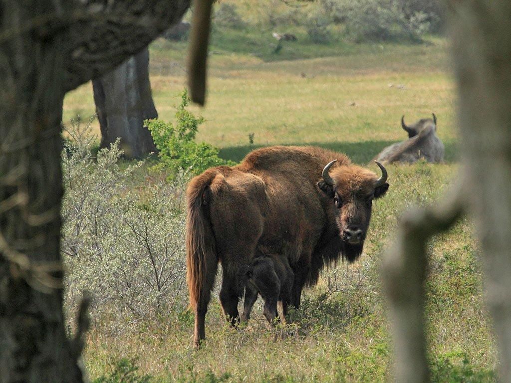 Wisent met jong kalf (foto: Leo Linnartz)