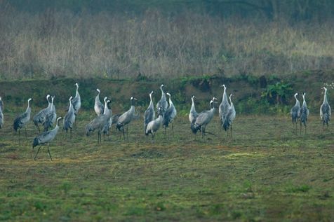Kraanvogels in de Ooijpolder bij Nijmegen (foto: Harvey van Diek)