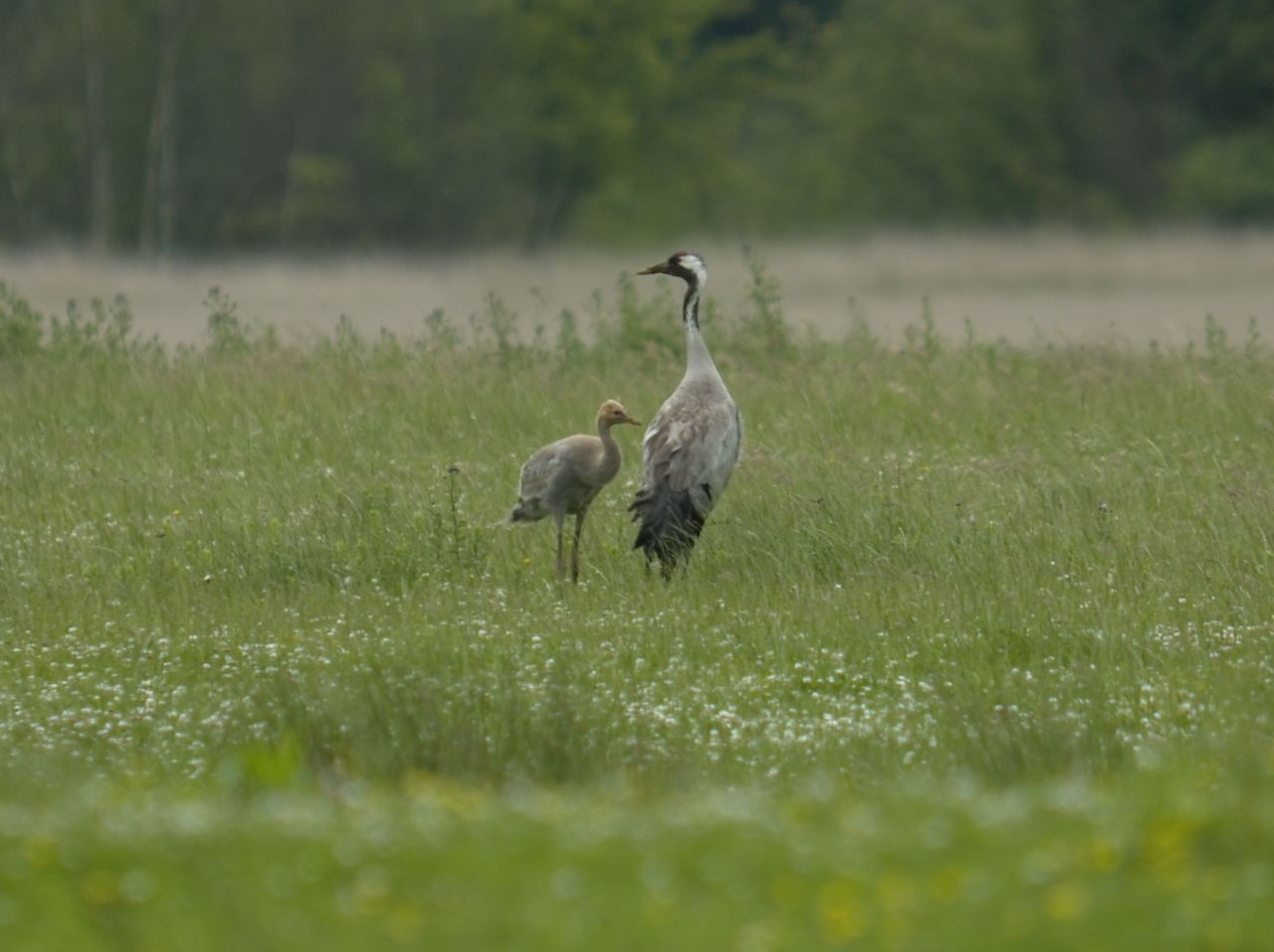 Kraanvogel met jong (foto: Herman Feenstra)