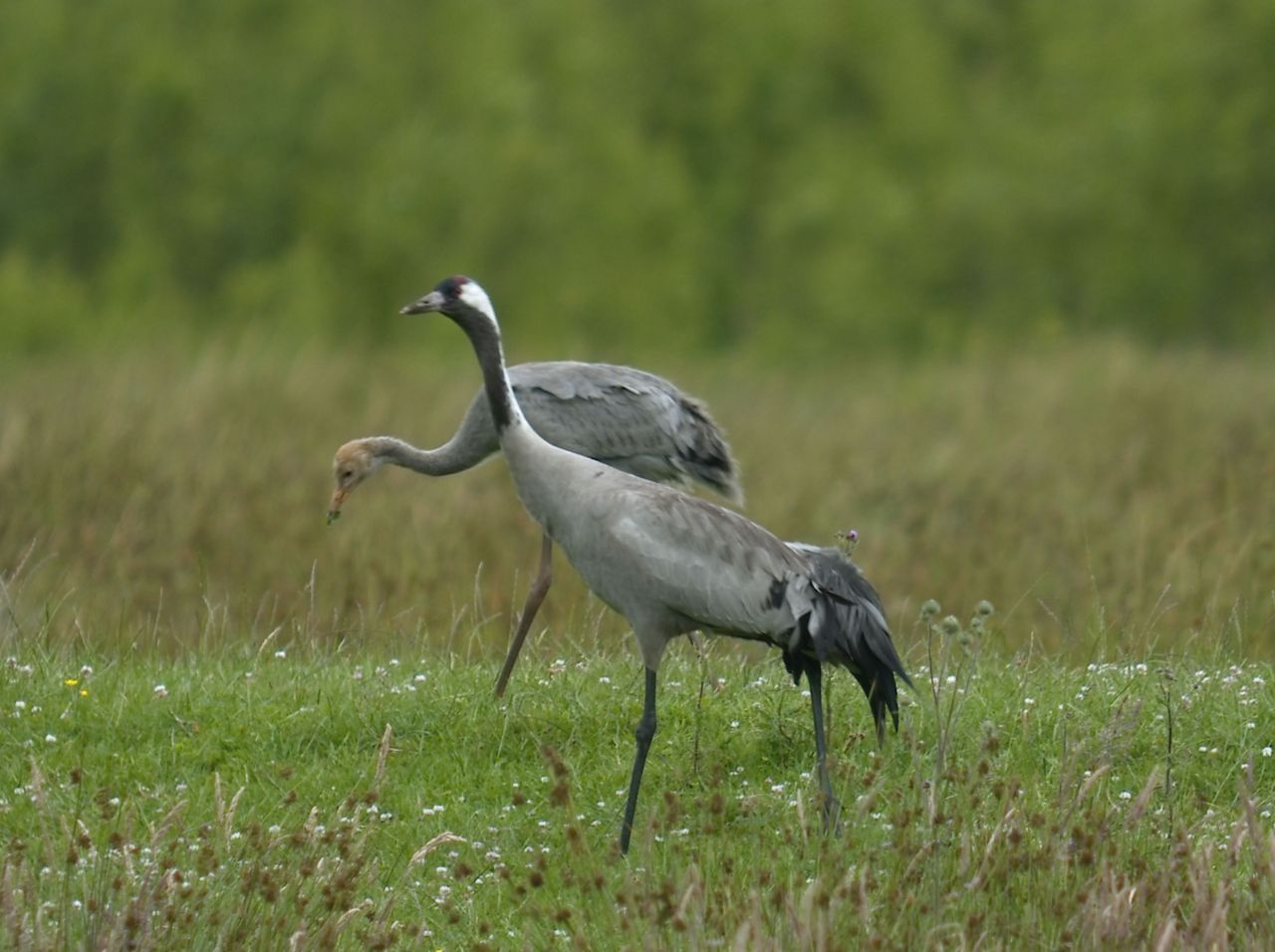 Kraanvogel met jong van negen weken (foto: Herman Feenstra)