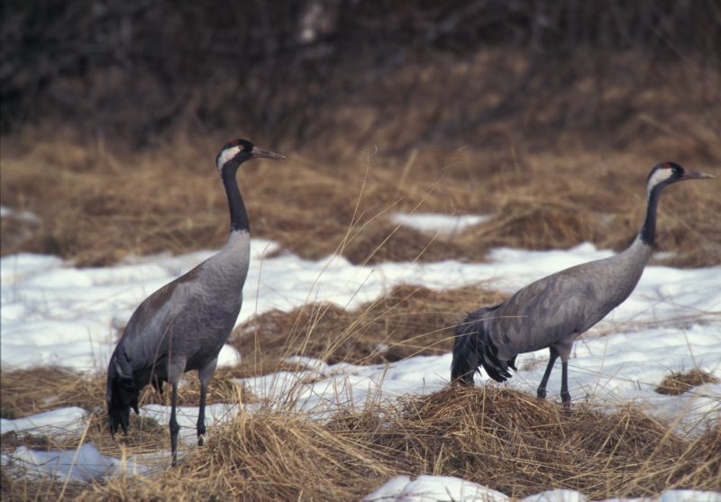 Kraanvogels in de sneeuw (foto: Arie de Knijff, Saxifraga)