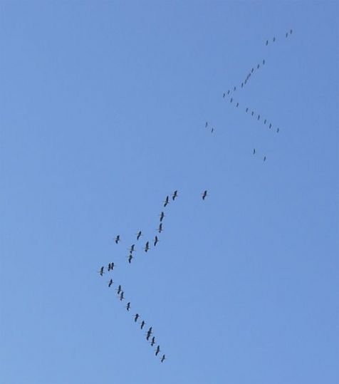 Trekkende kraanvogels (foto: Andreas Trepte)