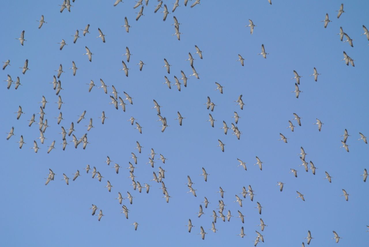 Op 4 maart trokken ca. 450.000 Kraanvogels in noordoostelijke richting over ons land. Een hoogdag voor vogelend België (foto: Marleen Van Renterghem)