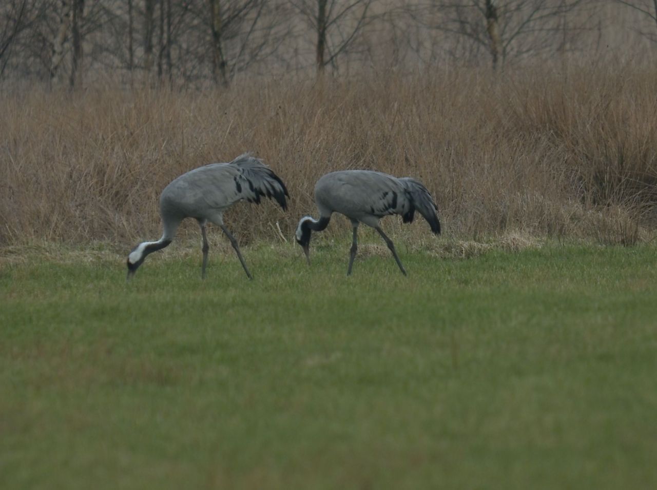 Kraanvogels fouragerend aan rand Fochteloerveen (foto: Herman Feenstra)