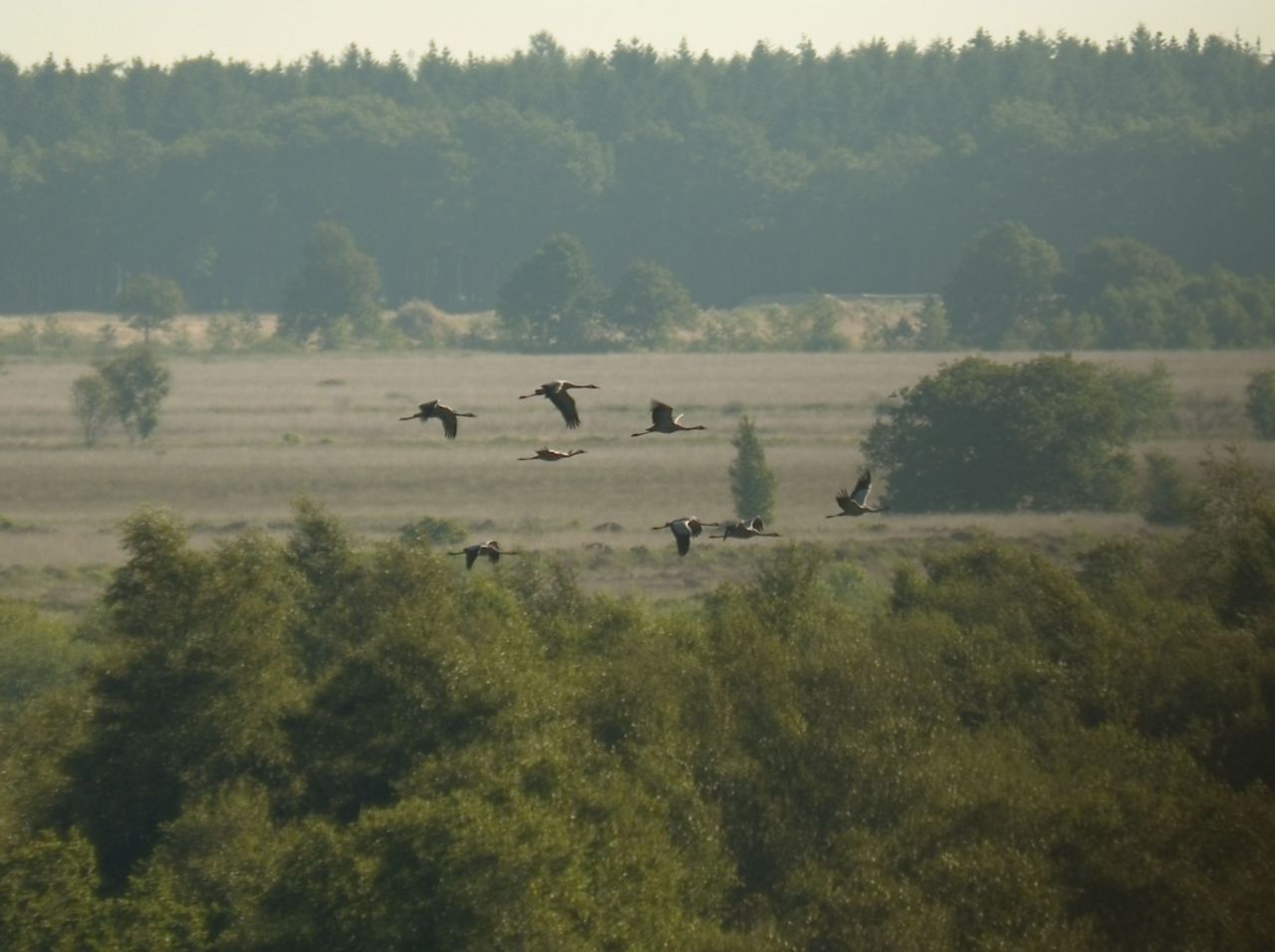 Kraanvogels in vlucht (foto: Herman Feenstra)