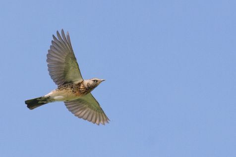 Kramsvogel (foto: Arjan Boele)