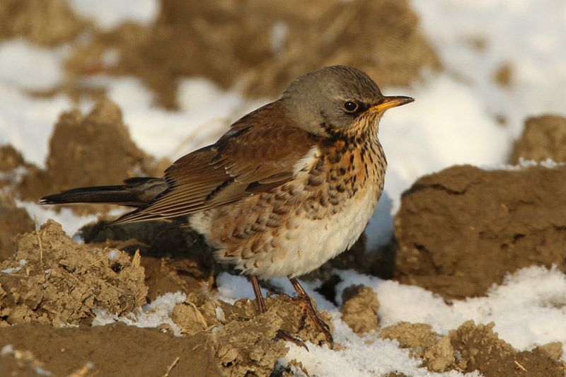 Plots krijgen de Merels in je tuin kleur: een Kramsvogel (Foto: Miel Ferdinande)