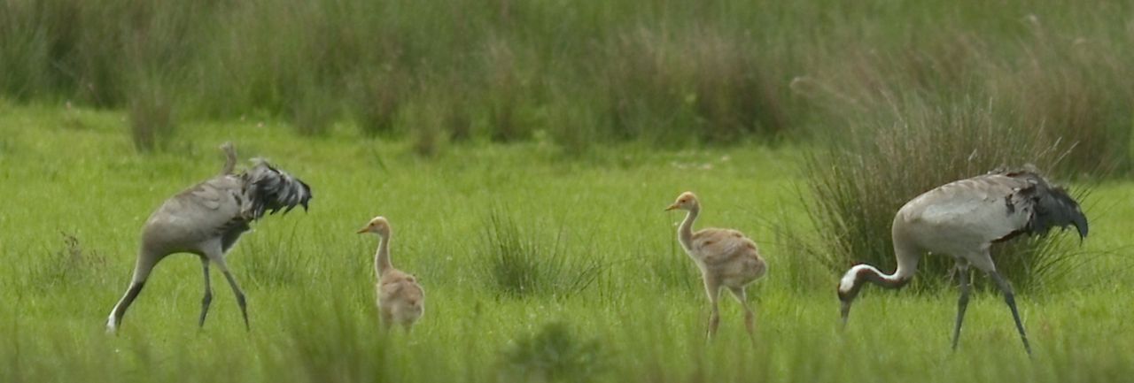 Kraanvogels met jongen van vijf weken oud (foto: Herman Feenstra)