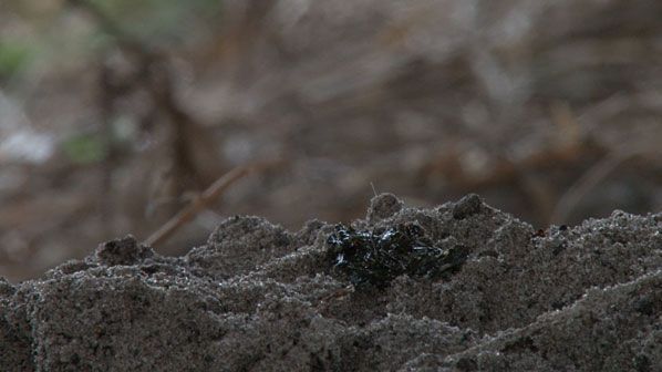 Bovenop de kraphoop wordt een spraint gelegd (foto: Vroege Vogels)