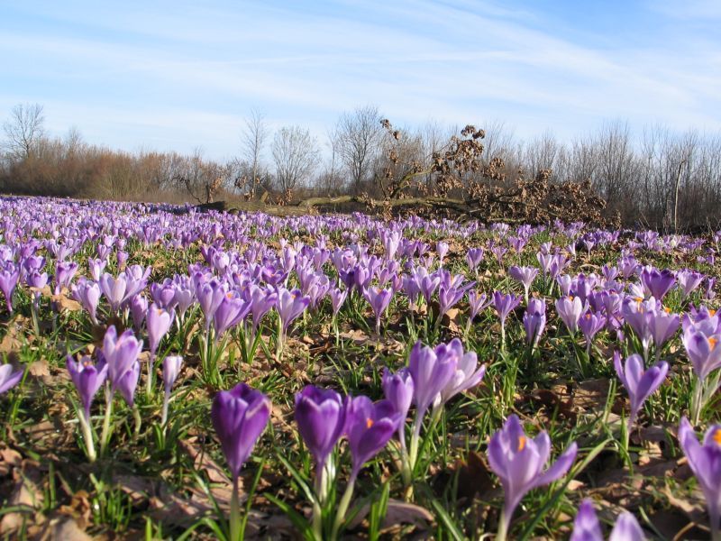 Bonte krokus (foto: Paul Busselen, KU Leuven)