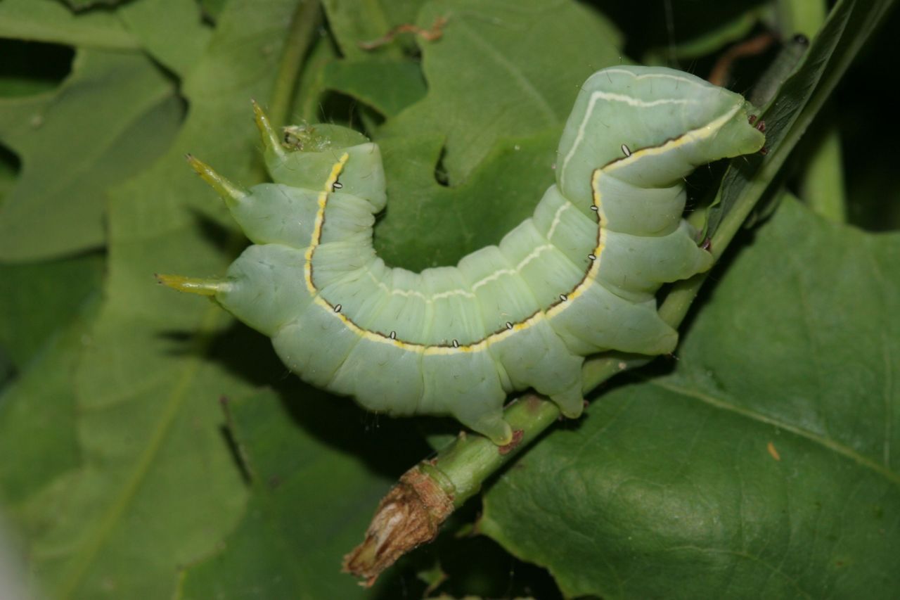 De kromzitter is een van de vlindersoorten waarvan de rupsen niet overleven op zomereiken op mineraalarme zandbodems, waar bovendien de stikstofdepositie hoog is (foto: Arnold van den Burg)