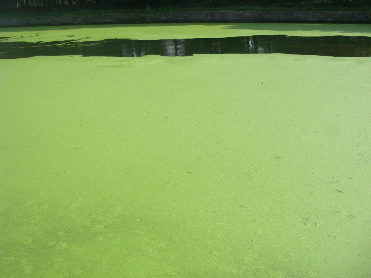 Kempische kanalen zien groen van het kroos (foto: Jos Gysels)