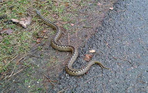 Kruipende adder, 12 januari Dwingelderveld (foto: Winy ten Have)