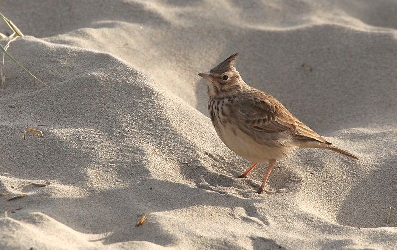 De laatste broedpaartjes tellen af aan de Westkust. (Foto: Herman Blockx)