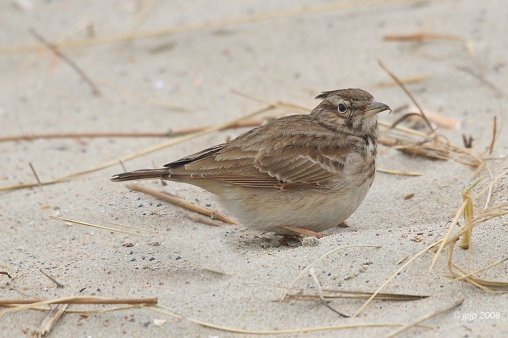 Zonde dat we deze soort aan het verliezen zijn... De Duinen zonder Kuifleeuwerik: een verarming van dit bijzonder ecosysteem. (foto: Jean-Pierre Roland)