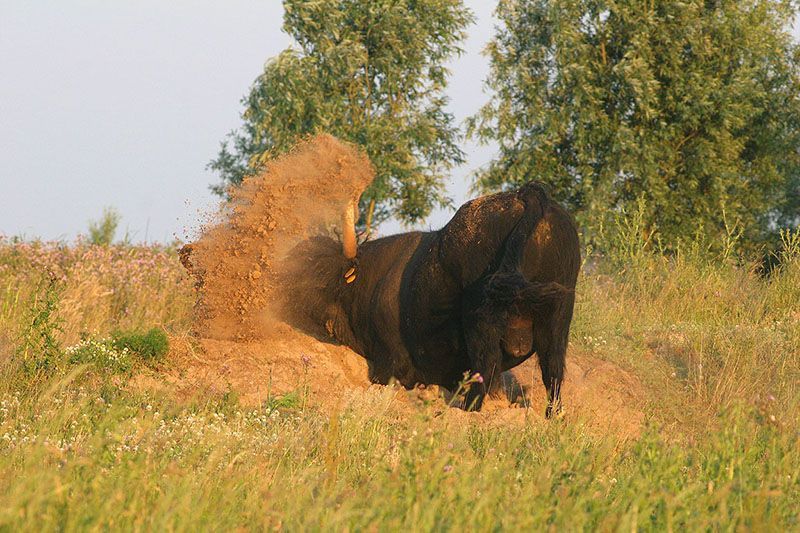 Bronstig stier (foto: Leo Linnartz)