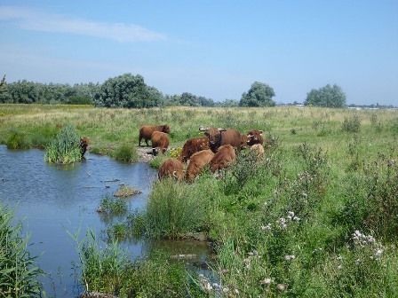 Schotse Hooglanders in natuurgebied Kuipersveer aan de Oude Maas (foto: Esther Linnartz)