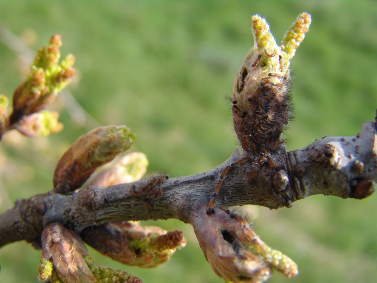 Eikenprocessierupsjes eten van bladknoppen zomereik (foto: Henry Kuppen)