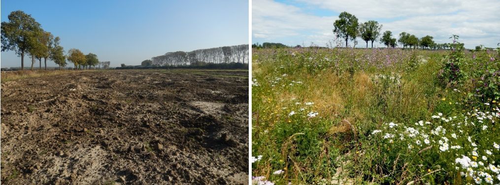 In Kwadendamme is een deel ingezaaid, een deel bestrooid met maaisel van bloemdijken en een deel spontaan ontwikkeld (foto’s: Kars Veling)