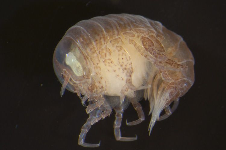 In vitro opname van Kwalvlo uit de Oosterschelde (foto: Peter H. van Bragt)