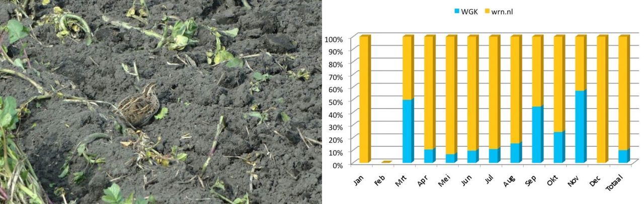 Links: Kwartel op een veenkoloniale akker, 27 maart 2014 (foto: Peter Harry Mulder).  Rechts: Percentage waargenomen Kwartels door Werkgroep Grauwe Kiekendief 10 procent van totaal aantal waarnemingen 2010-2015, met pieken in voor- en naseizoen (bron: Waarneming.nl)