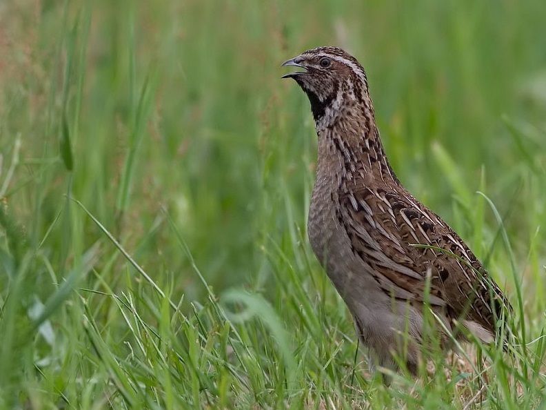 Mannetjes Kwartel zijn heftige beestjes en laten zich gemakkelijk lokken met ’kwakkelbeentjes’ (foto: Marc Gottenbos)