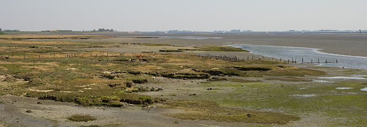 Zeeuws schor waar de Kwelderslak nog voorkomt (foto: Peter H. van Bragt)