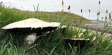 Kwelderchampignons langs de Mokbaai (foto: Foto Fitis, Sytske Dijksen)