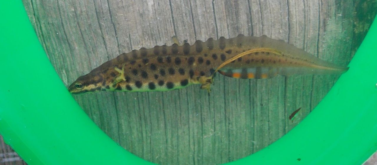 Kleine watersalamander, man in broedkleed, 3 januari 2015 Aamsveen (foto: Tariq Stark)