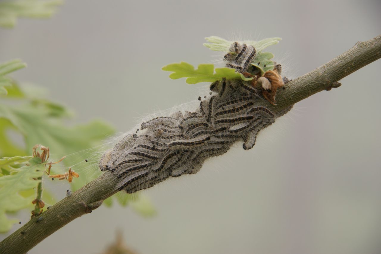 Eikenprocessierupsen in het vierde larvale stadium op de wintereik (foto: Henry Kuppen)