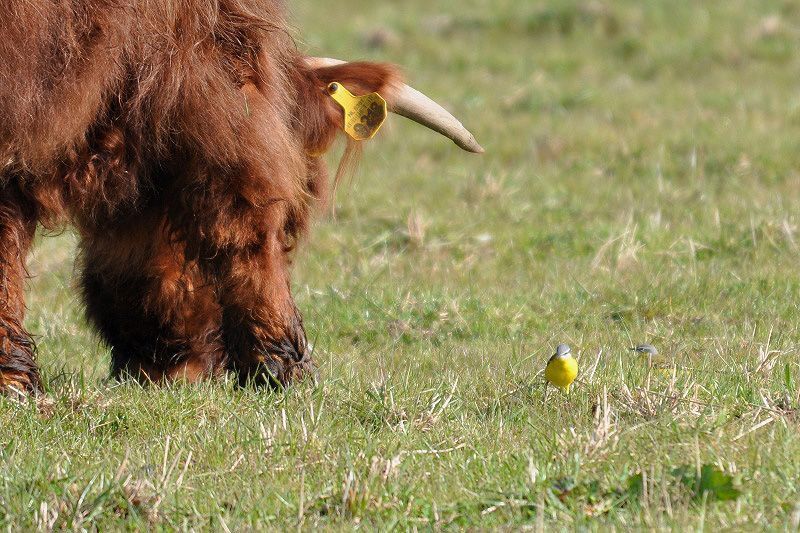 Schotse Hooglander en gele kwikstaart, Lage Veld (foto: Arjen Boerman)