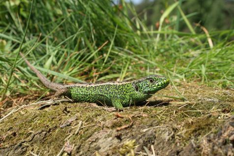 Mannetje zandhagedis vertoont imponeergedrag (Foto: Arnold van Rijsewijk)