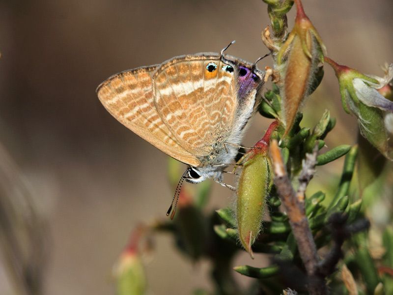 Het Tijgerblauwtje kreeg een recordaantal meldingen dit jaar én plantte zich voor het eerst voort in ons land. (foto: Pieter Vantieghem)