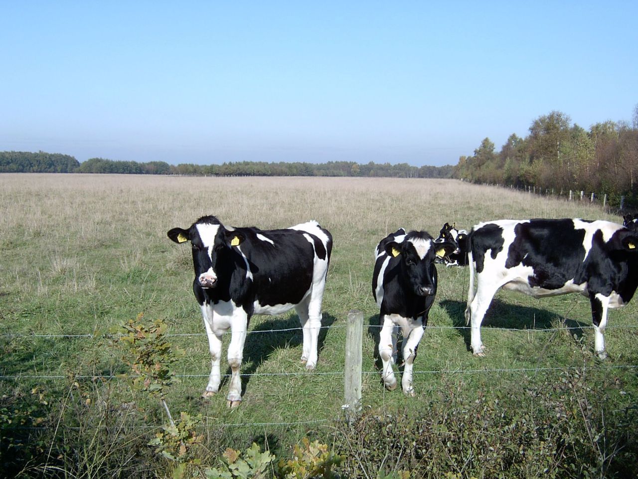 Weiland (foto: Arnold van Vliet)