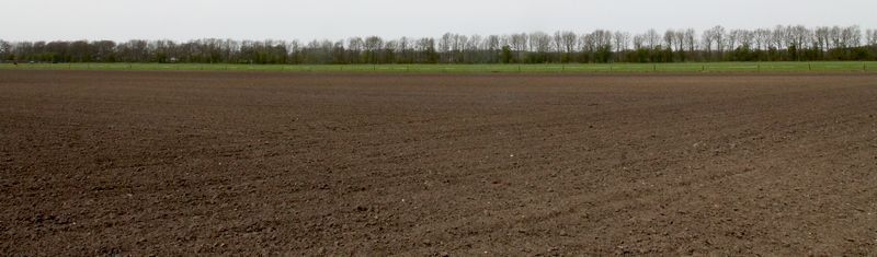 Grootschalig en intensief landbouwgebied wordt woestijn voor vlinders (foto: Kars Veling)