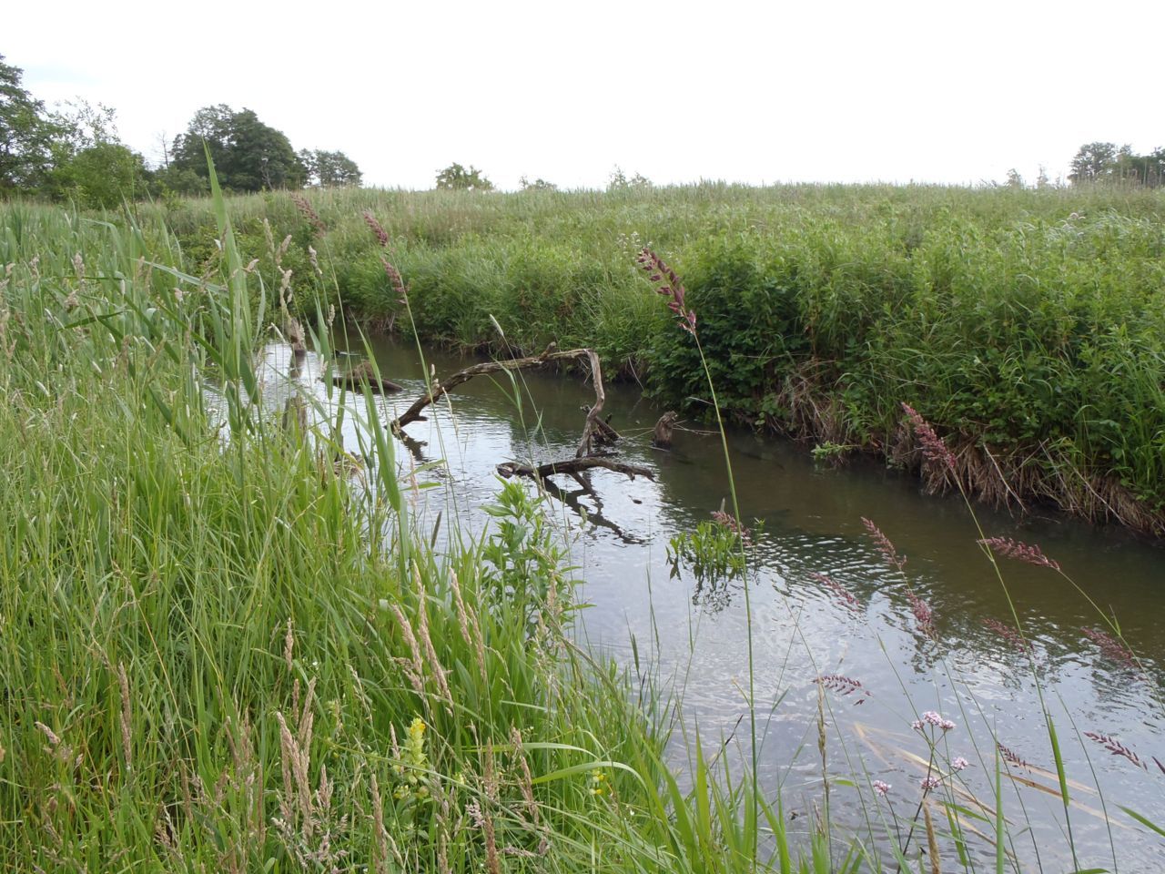 Zoetwatervissen kunnen plantenzaden veel verder verspreiden, en daardoor het landschap beïnvloeden, dan eerder gedacht (foto: Casper van Leeuwen)