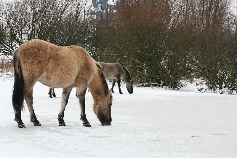 Koniks hebben met hun hoeven kleine gaten gemaakt in het ijs om zo bij het water te kunnen (foto: Roeland Vermeulen)