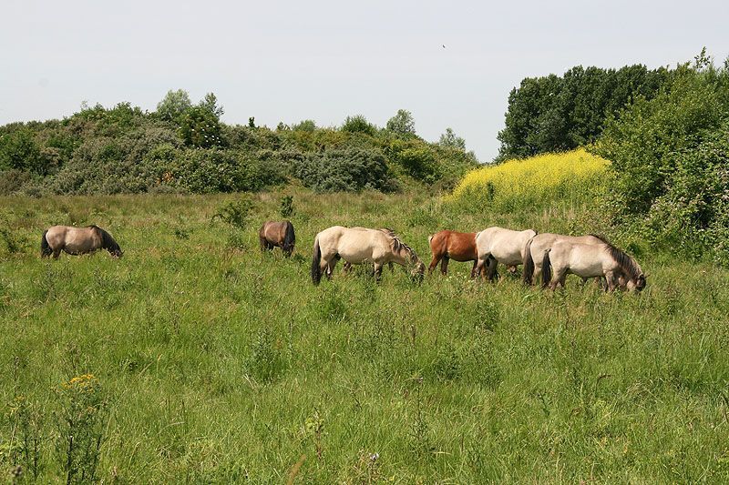 Natuurlijke begrazing zorgt voor veel variatie (foto:Roeland Vermeulen, FREE Nature)