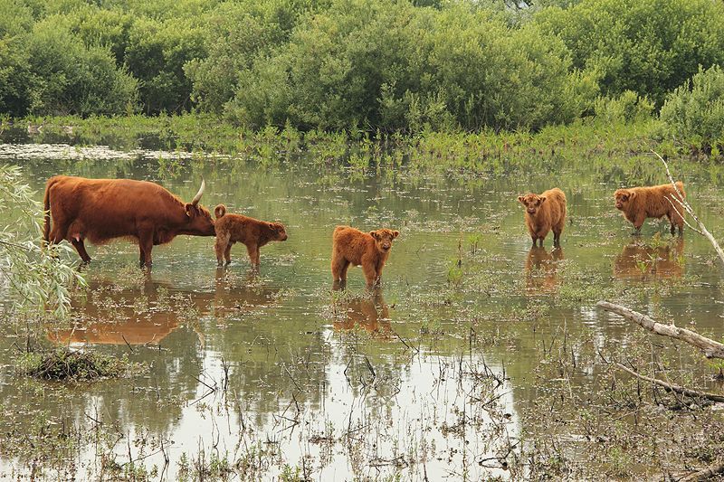 Schotse Hooglander kalveren in een crèche (foto: Roeland Vermeulen, FREE Nature)